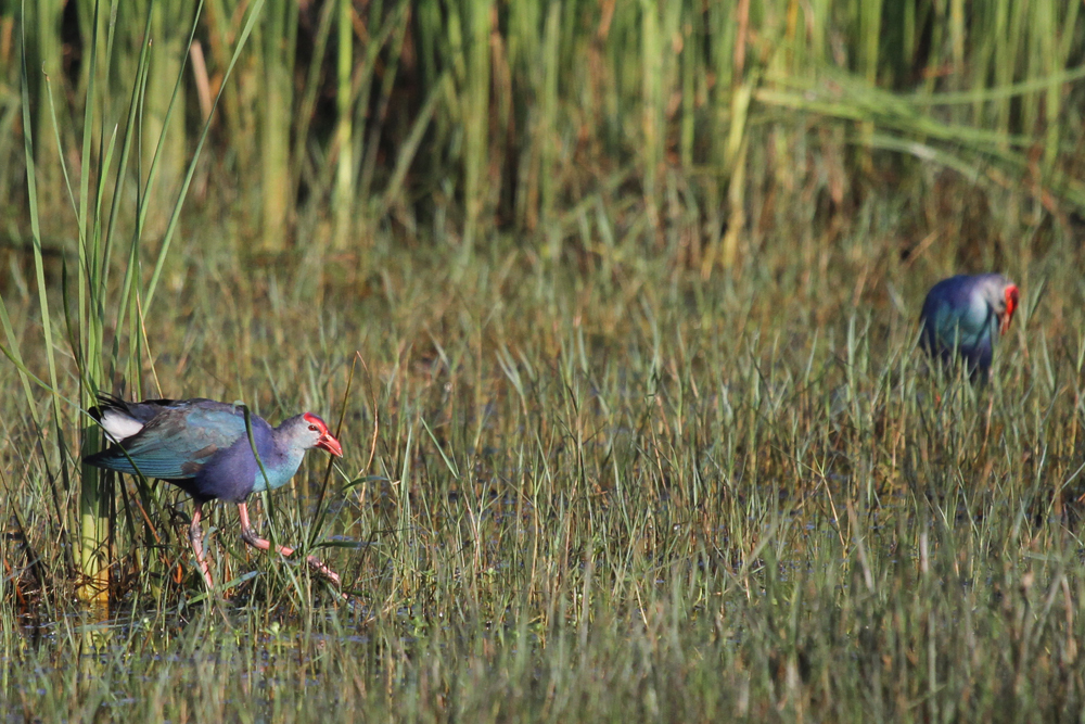 Purpurhuhn, Purple Swamphen (Porphyrio porphyrio) / Kalametiya