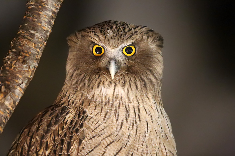 Riesen-Fischuhu (Bubo blakistoni) 