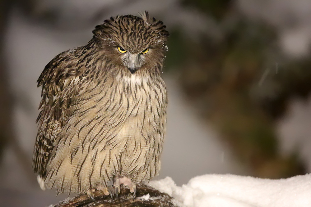 Riesen-Fischuhu (Bubo blakistoni) 