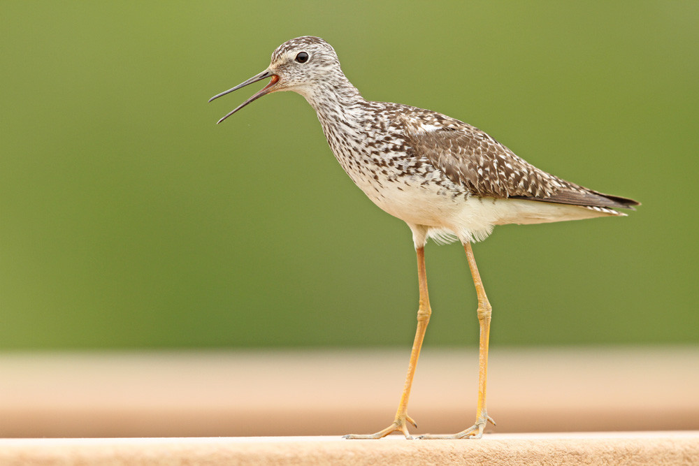 Kleiner Gelbschenkel, Lesser Yellowlegs (Tringa flavipes)