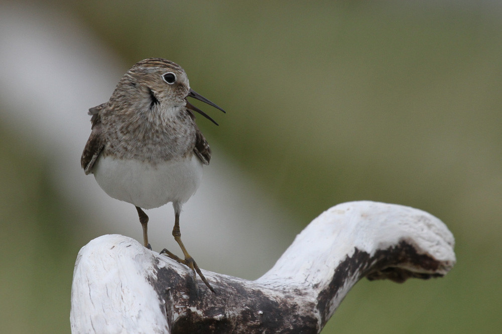 Temminckstrandläufer, Temminck's Stint (Calidris temminckii)