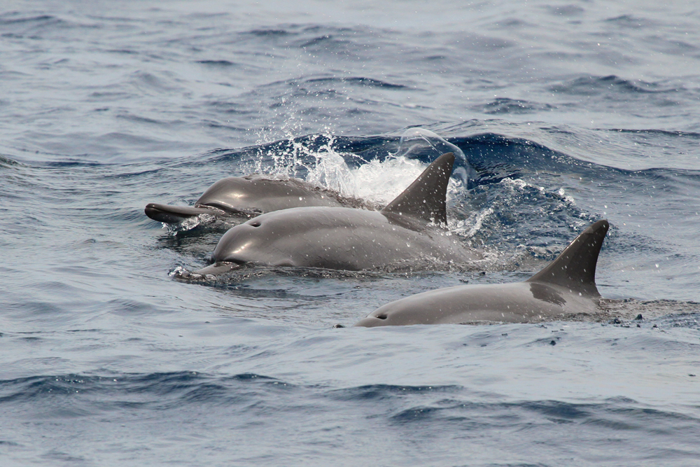 Ostpazifischer Delfin, Spinner Dolphin (Stenella longirostris) / Mirissa