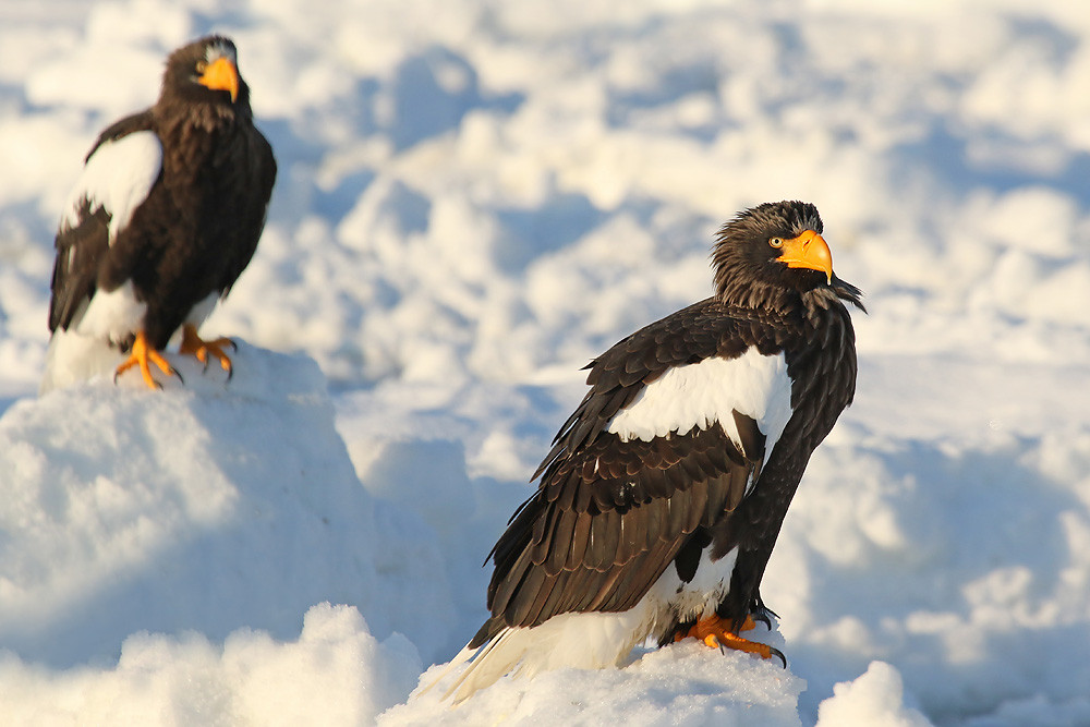 Riesenseeadler (Haliaeetus pelagicus)