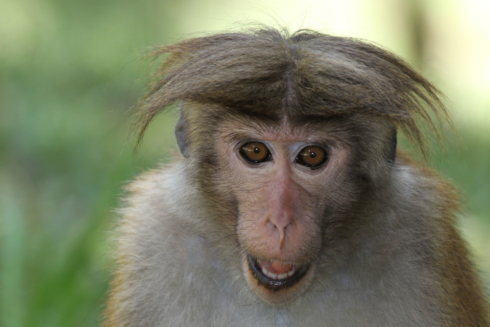 Ceylon-Hutaffe, Toque Macaque (Macaca sinica) / Nuwara Eliya
