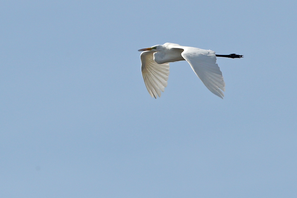 Silberreiher (Ardea alba