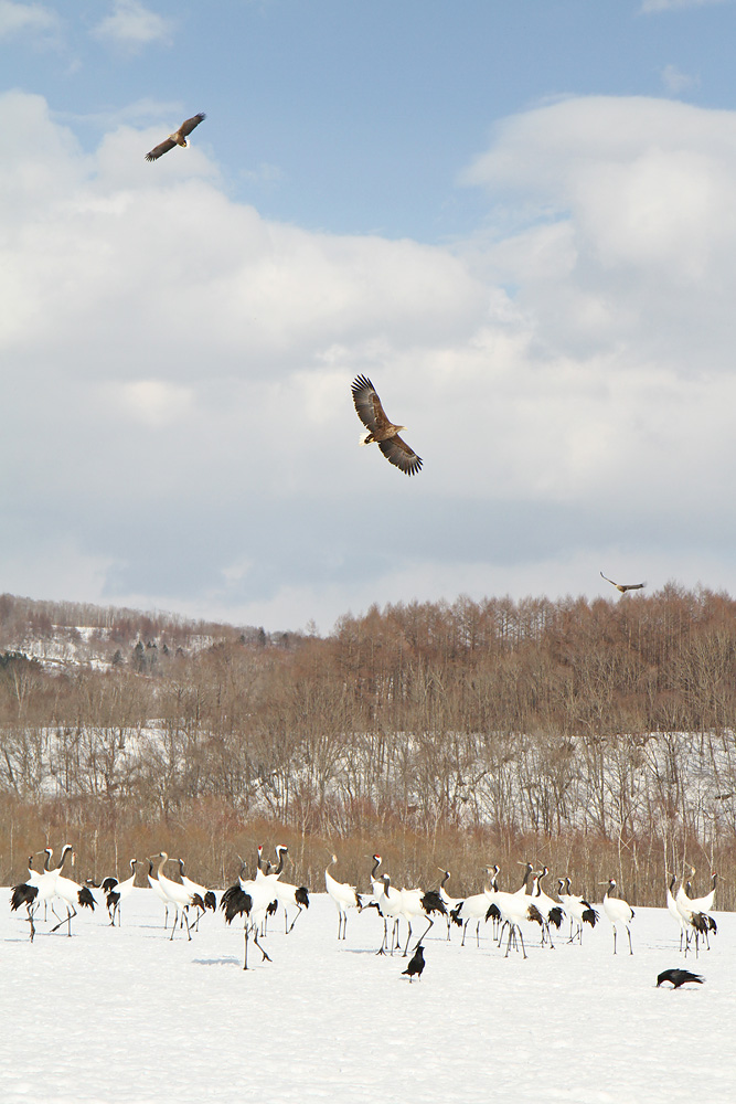 Akan International Crane Center - Tsurui, Hokkaido - Japan 2015