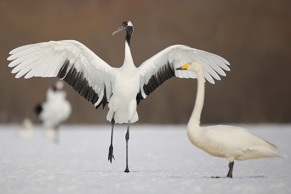 Mandschurenkranich (Grus japonensis)