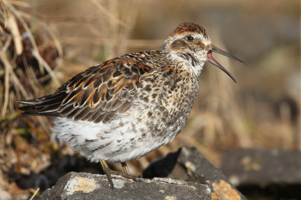 Beringstrandläufer, Rock Sandpiper (Calidris ptilocnemis ssp. tschuktschorum)