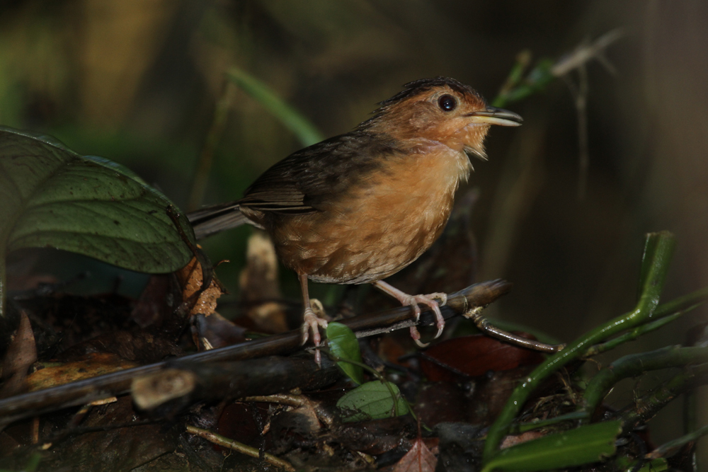 Braunkappen-Erdtimalie, Brown-capped Babbler (Pellorneum fuscocapillus) / Sinharaja