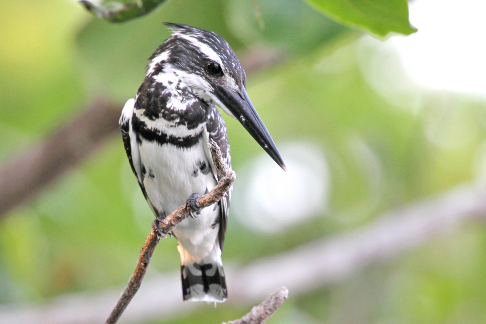 Graufischer, Pied Kingfisher (Ceryle rudis) / Negombo