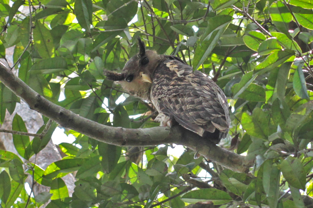 Nepaluhu, Spot-bellied Eagle-Owl (Bubo nipalensis) / Sinharaja