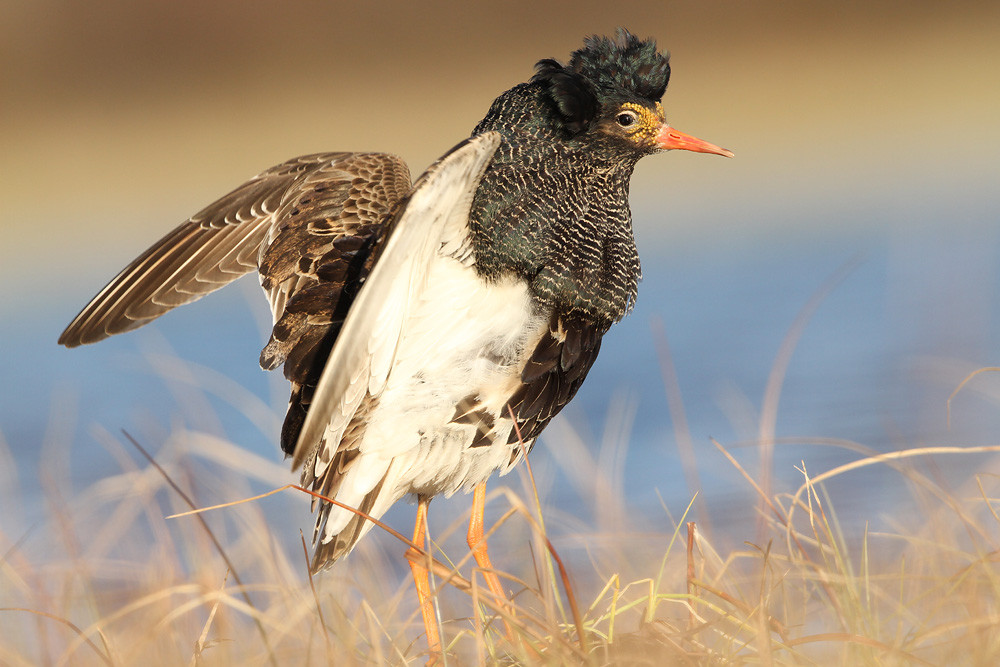 Kampfläufer, Ruff (Philomachus pugnax)