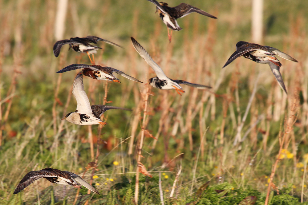Kampfläufer, Ruff (Philomachus pugnax)