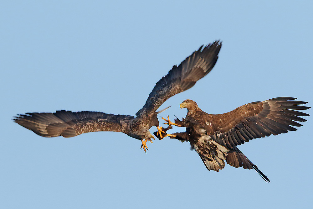 Seeadler (Haliaeetus albicilla) 