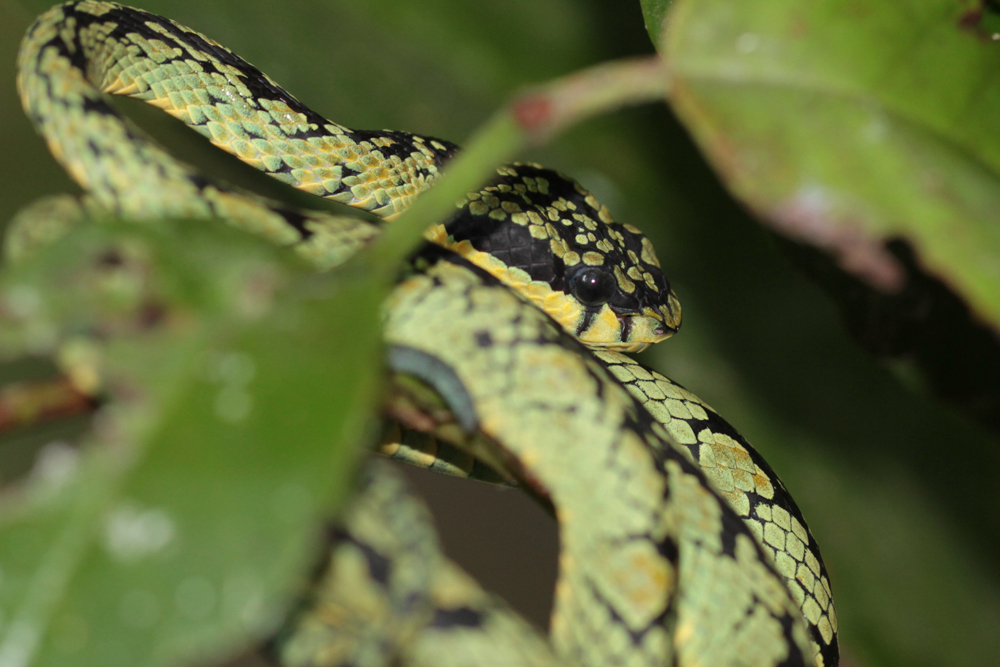Ceylon-Lanzenotter, Green Pit Viper (Trimeresurus trigonocephalus) / Sinharaja - Foto von Livia Haag