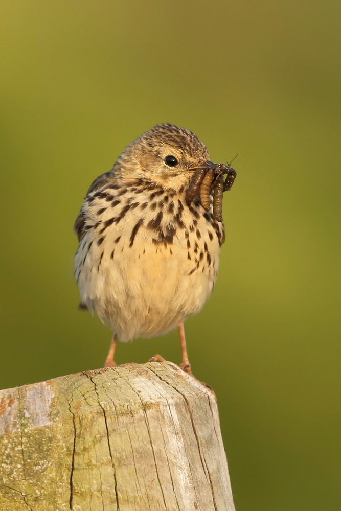Wiesenpieper (Anthus pratensis) 