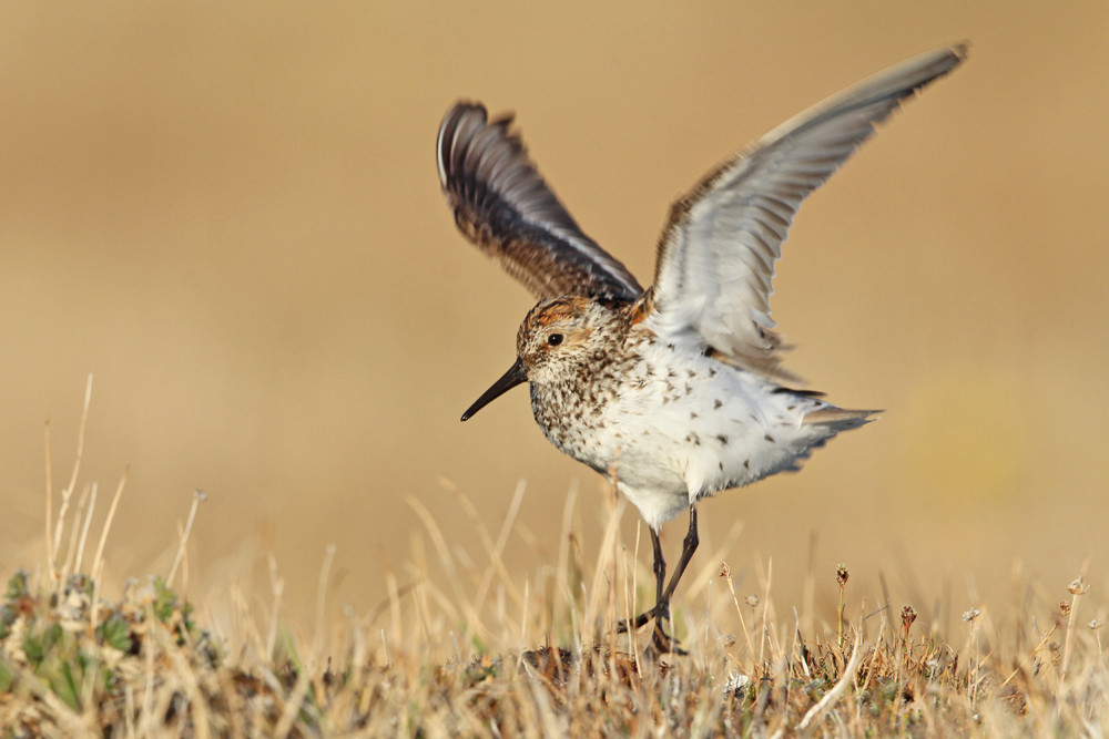 Bergstrandläufer, Western Sandpiper (Calidris mauri)