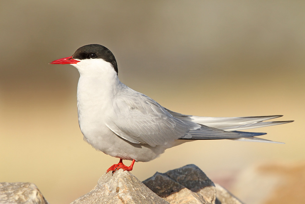 Küstenseeschwalbe, Arctic Tern (Sterna paradisaea)