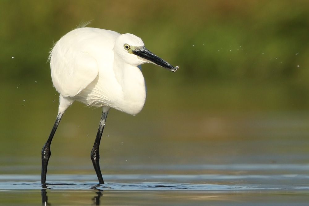 Seidenreiher (Egretta garzetta) 
