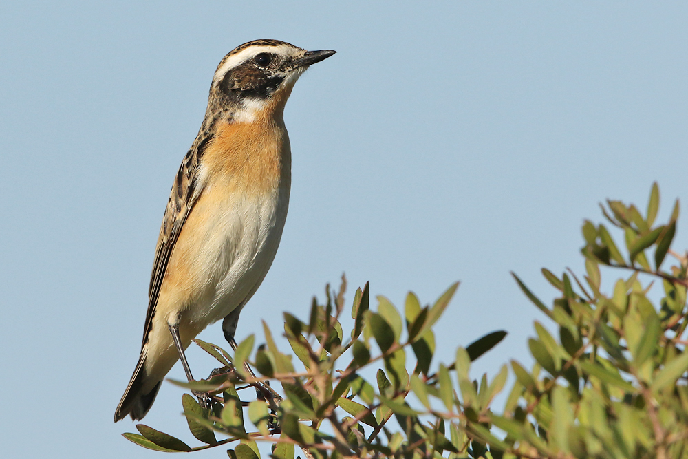 Braunkehlchen (Saxicola rubetra)
