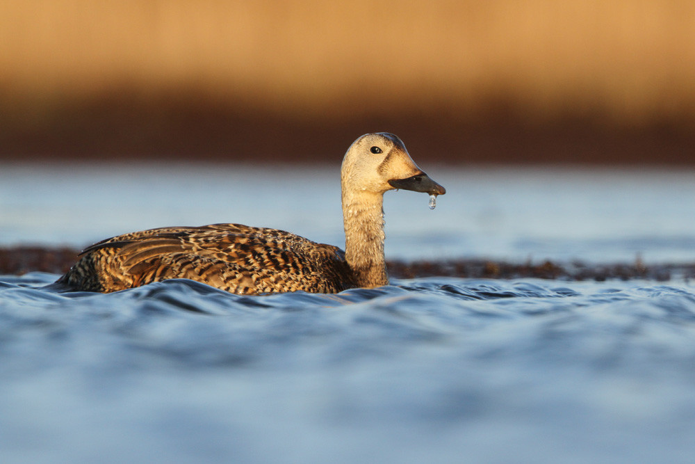 Plüschkopfente, Spectacled Eider (Somateria fischeri)