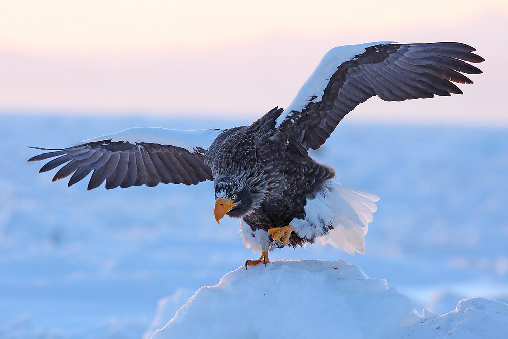Riesenseeadler (Haliaeetus pelagicus)
