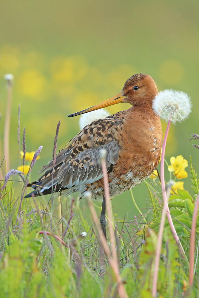 Isländische Uferschnepfe (Limosa limosa islandica)