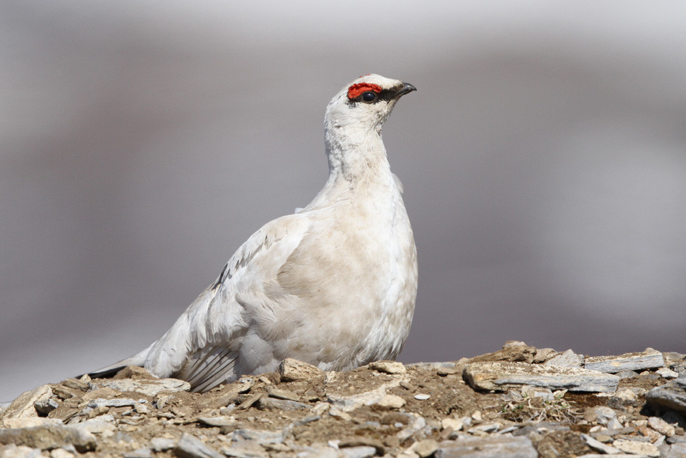 Alpenschneehühner, Rock Ptarmigan (Lagopus muta)