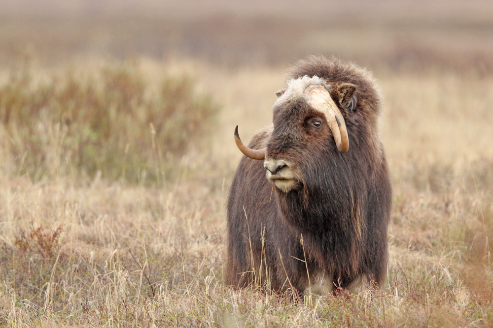 Moschusochse, Muskox (Ovibos moschatus)