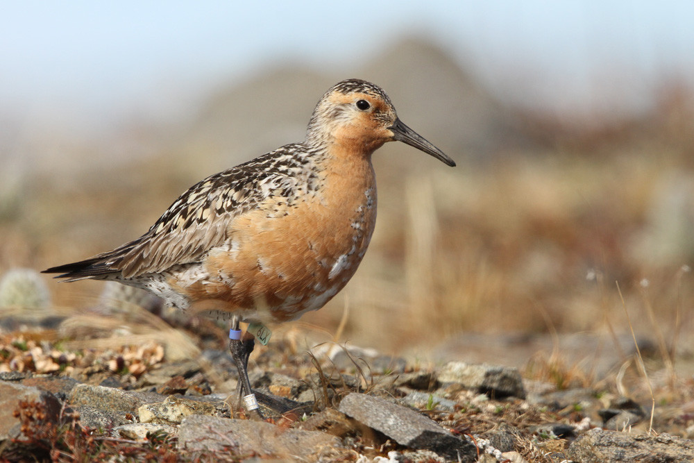 Knutt, Red Knot (Calidris canutus ssp. roselaari) 