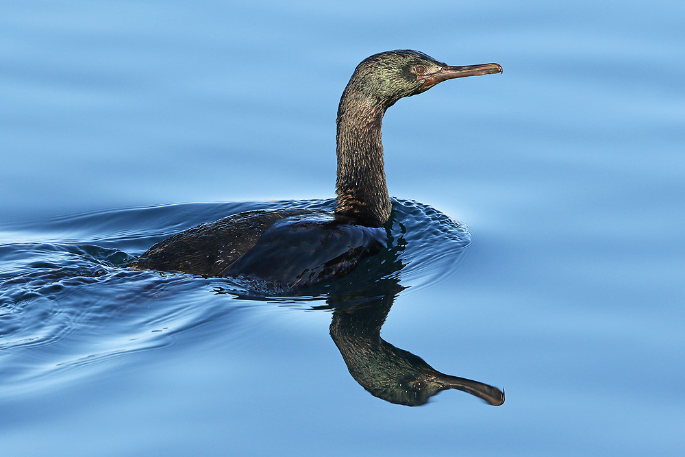 Meerscharbe (Phalacrocorax pelagicus) 