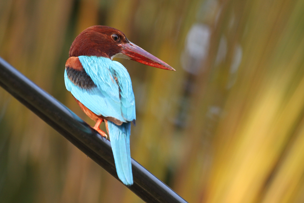 Braunliest, White-throated Kingfisher (Halcyon smyrnensis) / Negombo