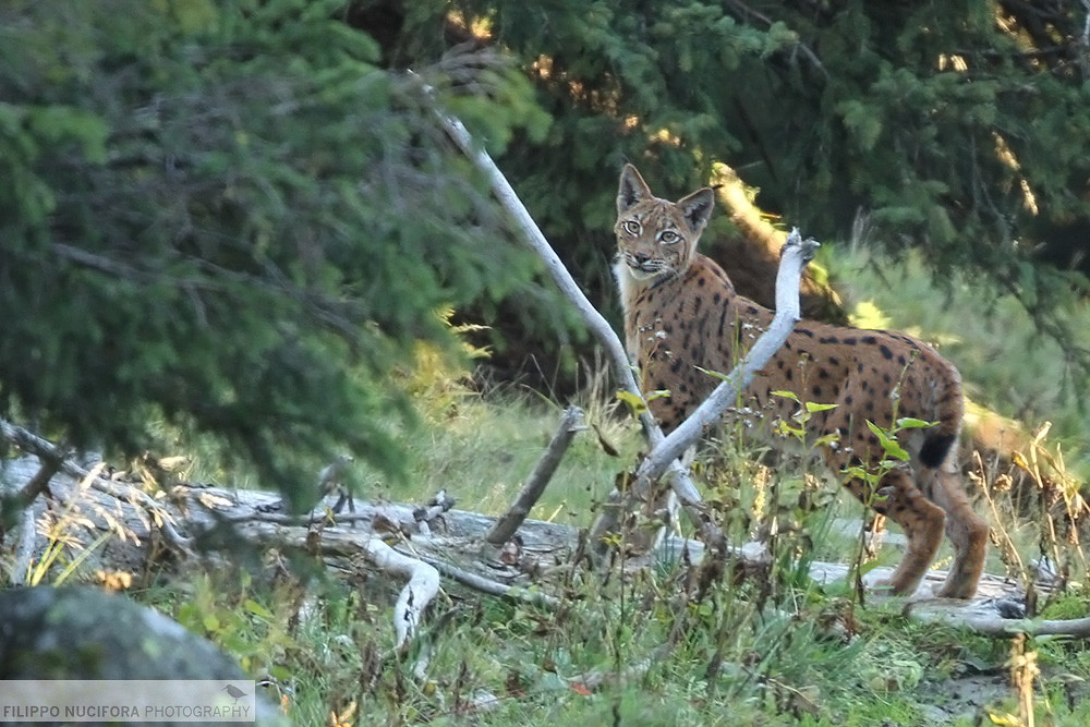 Eurasischer Luchs (Lynx lynx) - Wildlife Switzerland