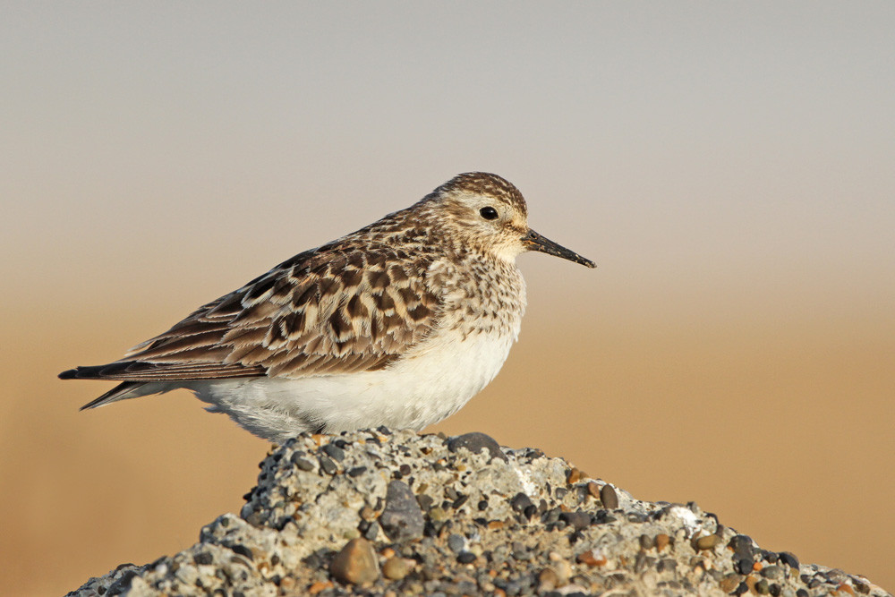 Bairdstrandläufer, Baird's Sandpiper (Calidris bairdii)