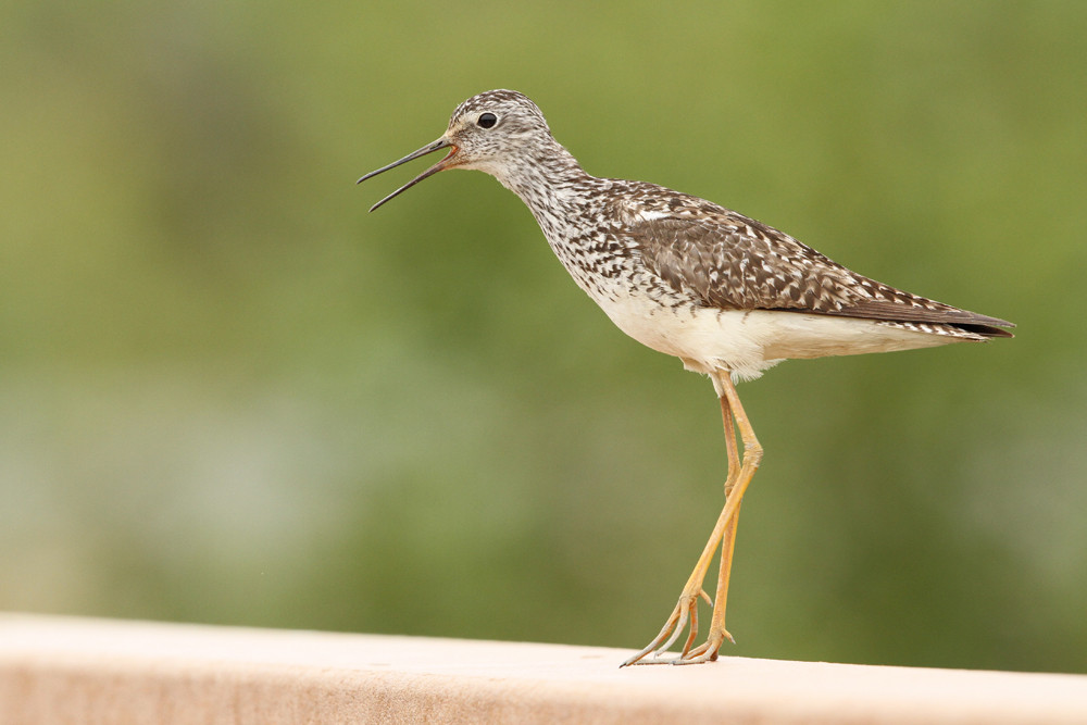 Kleiner Gelbschenkel, Lesser Yellowlegs (Tringa flavipes)