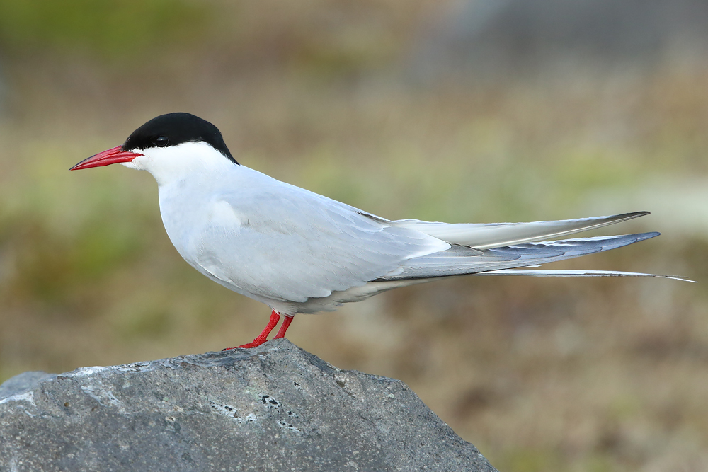 Küstenseeschwalbe (Sterna paradisaea)