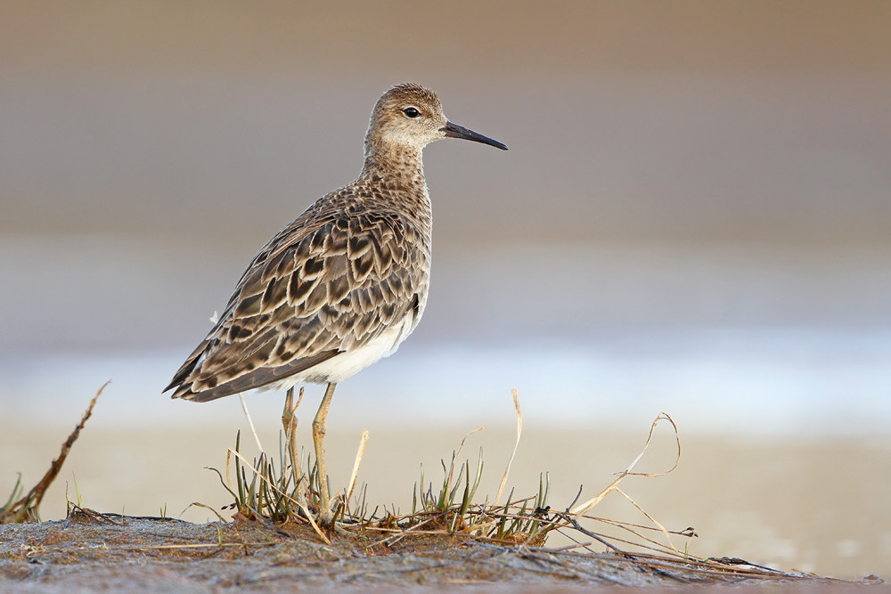 Kampfläufer, Ruff (Philomachus pugnax)