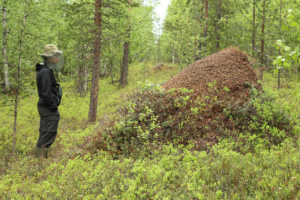 Veskoniemi - Finnland 2014