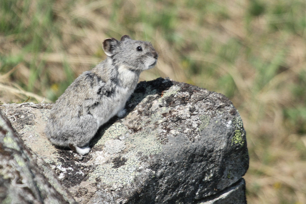 Alaska-Pfeifhase, Collared Pika (Ochotona collaris)