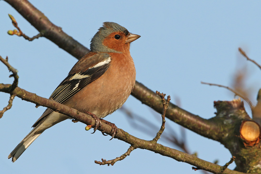 Buchfink (Fringilla coelebs)