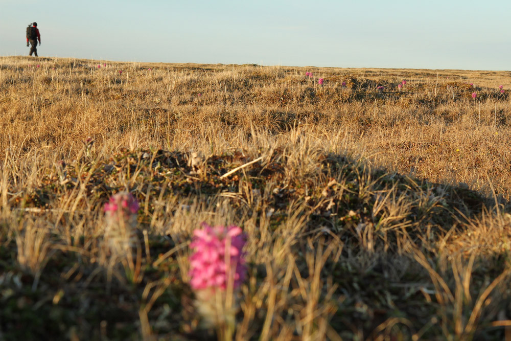 Barrow - Tundra Nightwalks - Alaska 2013