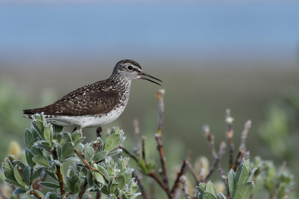 Bruchwasserläufer, Wood Sandpiper (Tringa glareola)