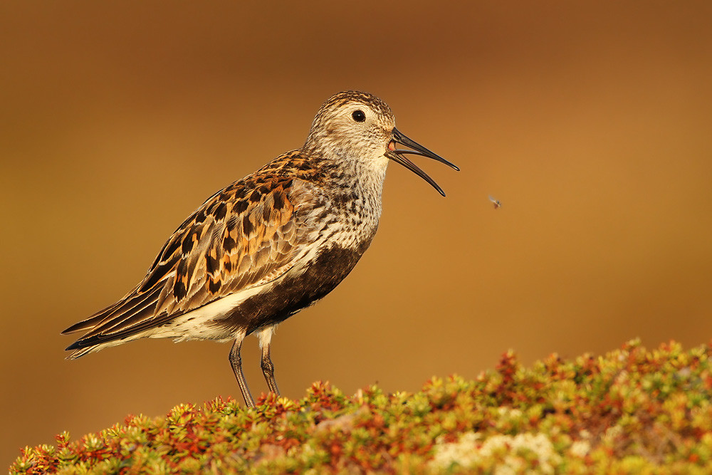 Alpenstrandläufer, Dunlin (Calidris alpina)