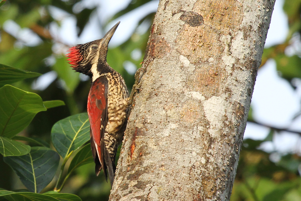 Orangespecht, Black-rumped Flameback - ssp. Red-backed Woodpecker (Dinopium benghalense psarodes) / Kitulgala