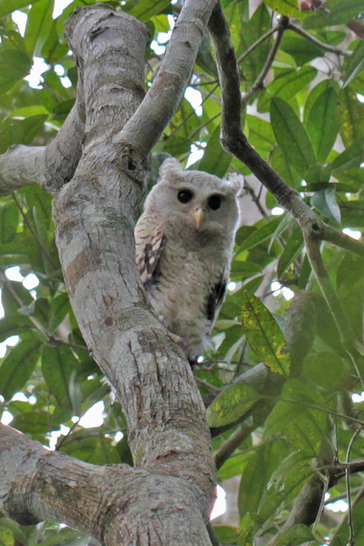 Nepaluhu, Spot-bellied Eagle-Owl (Bubo nipalensis) / Sinharaja