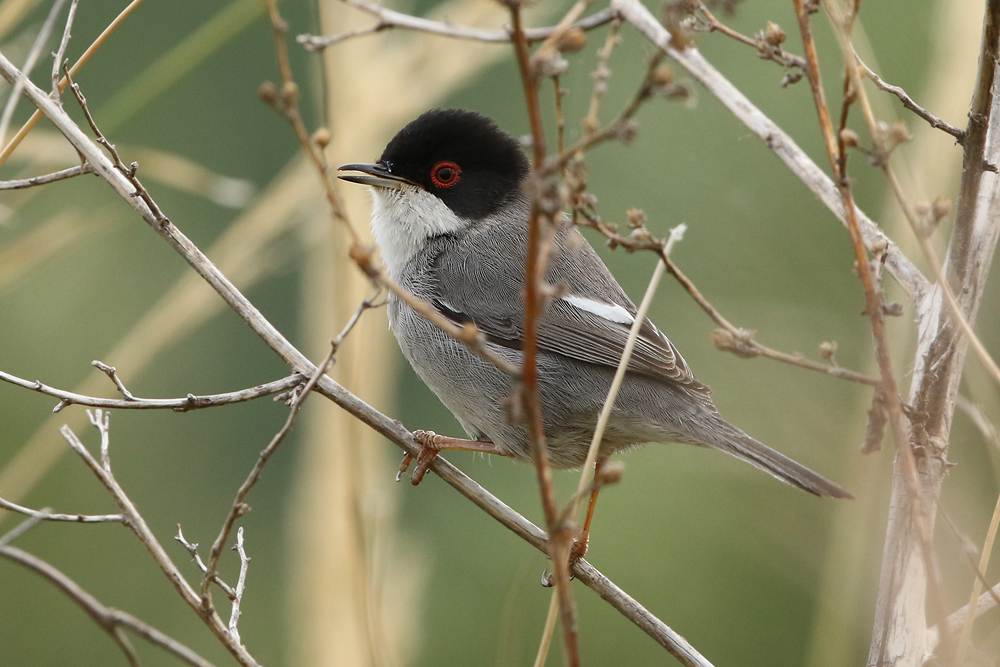 Samtkopf-Grasmücke (Curruca melanocephala)
