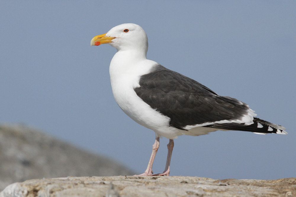 Mantelmöwe, Great Black-backed Gull (Larus marinus)