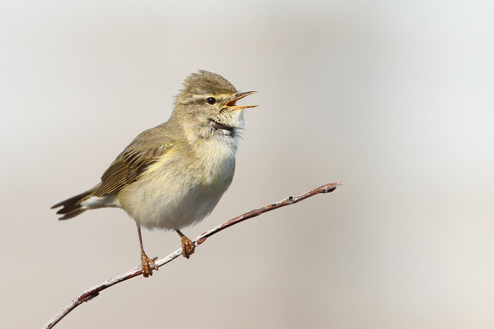 Fitis, Willow Warbler (Phylloscopus trochilus)