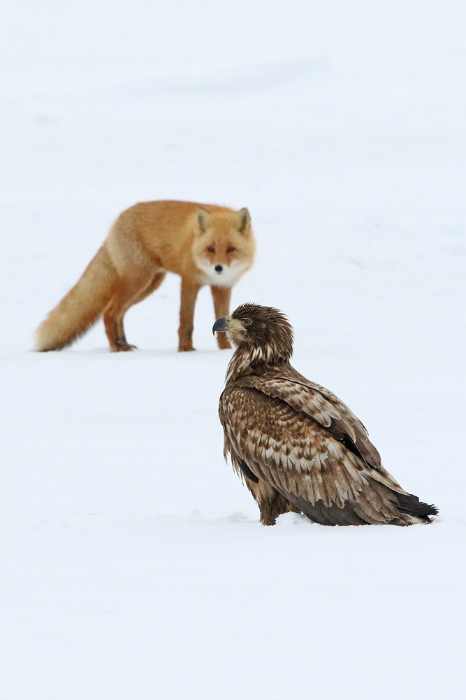 Seeadler (Haliaeetus albicilla) & Rotfuchs