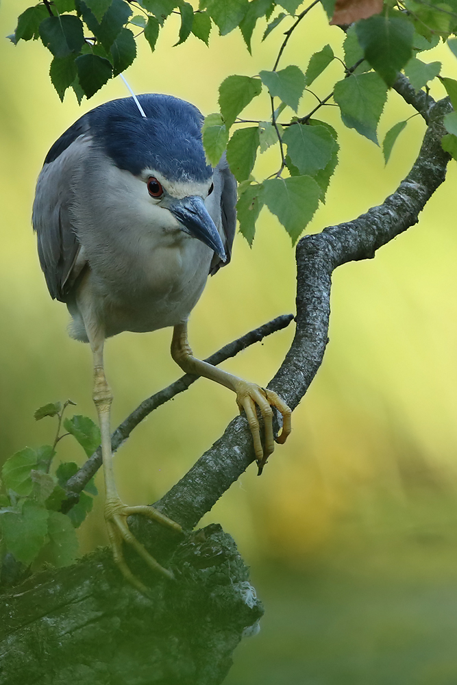 Nachtreiher (Nycticorax nycticorax)